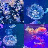 🐬逛浪漫海洋公园，看梦幻飞天游✨