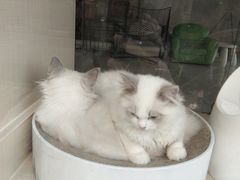 -十年猫舍·猫咪专门店(普陀店)