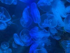 -沙沙哗啦海洋馆(华宇百花谷店)