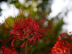 -白塘生态植物园