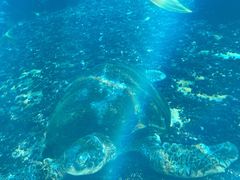 -海棠湾洲际-涛·海底餐厅·美人鱼·自助餐·海底隧道