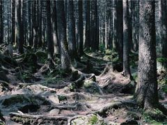 -芦芽山旅游度假区