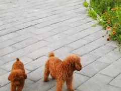 -宠福鑫康馨动物医院·骨科·眼科