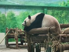 -灵玲国际马戏城