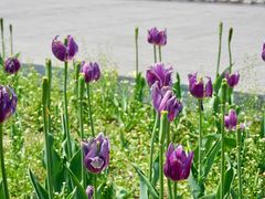 -长春公园(普阳街道)