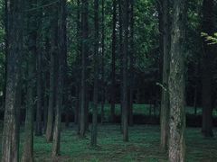 -宜兴龙背山森林公园