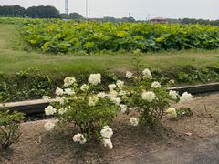 -嘉北郊野公园