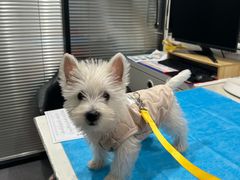 -伟伟宠物医院·CT影像中心·瑞派犬猫综合性门诊(汉口总院)