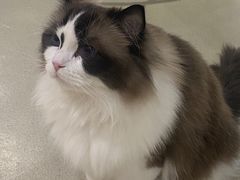 -藏猫猫咖啡主题馆(中央大道店)