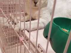 -藏猫猫咖啡主题馆(中央大道店)