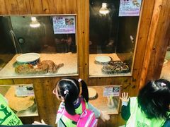 -上海大自然野生昆虫馆(东方明珠·爬宠昆虫探索中心)