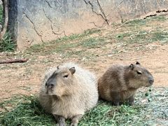 -云南野生动物园