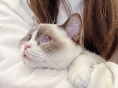 -猫小院猫主题咖啡厅(北锣店)