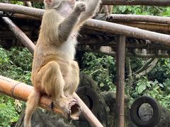 -西双版纳原始森林公园