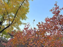 -香山公园