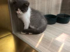 -飞行喵MR PILOT|猫舍·猫咖(静安大融城店)