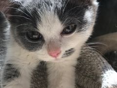 -吉丁鸟咖·异宠·寄养