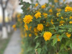 -天津东丽湖风景区