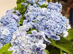 -溪岸路花鸟市场