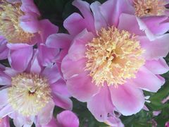 iphone_upload_pic-景山公园