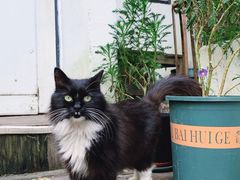 -海边的猫和咖啡馆