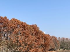 -上海海湾国家森林公园
