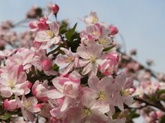 -海棠花溪(元大都城垣遗址公园)