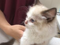 -瑞鹏宠物医院·普外科·影像科·皮肤科(城市山谷分院)