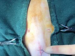 -宠爱国际动物医院· 猫科· 外科·中兽医(长白店)