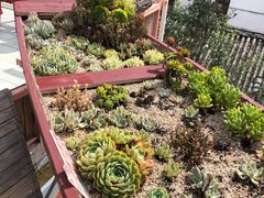 -喵屿·大理花园猫咖