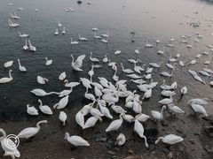 -烟墩角天鹅湖