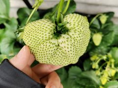 -大自然农场蔬菜草莓采摘园