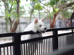 -TrueLove @ Neverland (Husky Cafe)