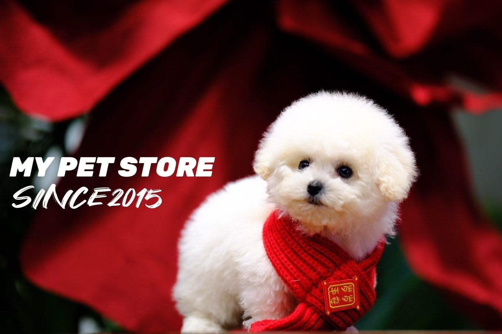 my宠集·sale🇫🇷地中海·比熊犬