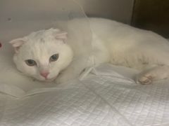 -北京恒爱动物医院(清景园分院)