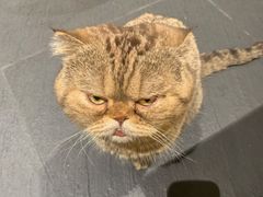 -财神鸡煲(华强北店)