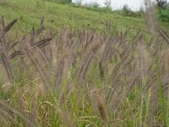 -白鹭湾湿地公园