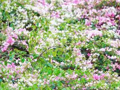 -深圳国际园林花卉博览园