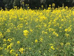 -蜀冈西峰生态公园