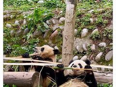 -中国大熊猫保护研究中心雅安碧峰峡基地