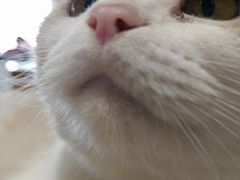 -藏猫猫咖啡主题馆(中央大道店)