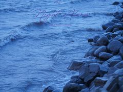 -上海吴淞炮台湾国家湿地公园