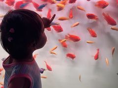 -重庆欢乐海底世界