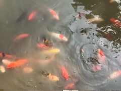 -大湾区中央湿地公园