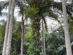 -深圳仙湖植物园
