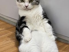 -COLOR PETS 撸猫馆·购猫·猫咖(长风大悦城店)