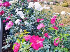 -人民公园(罗湖区)