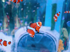 -瑞普利水族馆