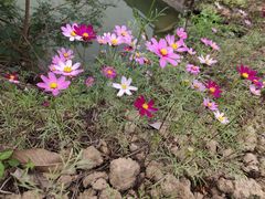 -广西壮族自治区药用植物园