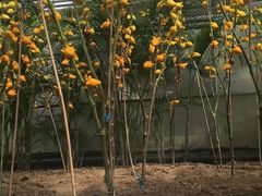 -兰陵国家农业公园